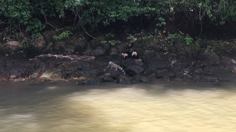 パナマ・パナマシティ「パナマ生物多様性の旅」の写真：イグアナを追い払うノドジロオマキザル