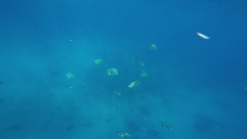 フィリピン・セブ島「セブ 」の写真